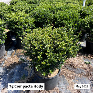 May 2026 7g Compacta Holly Website